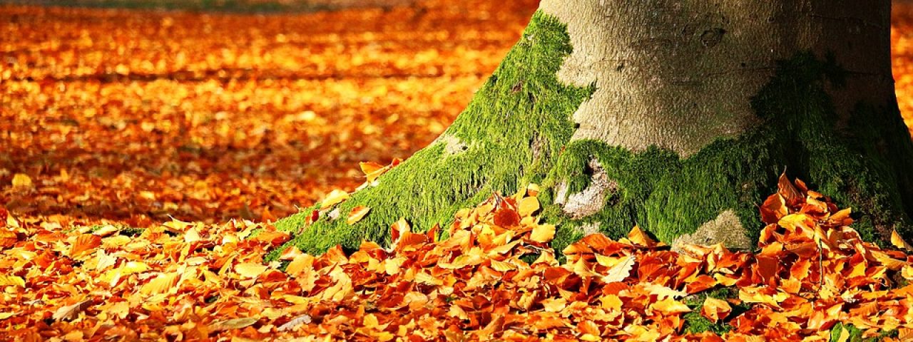 Herbstlaub