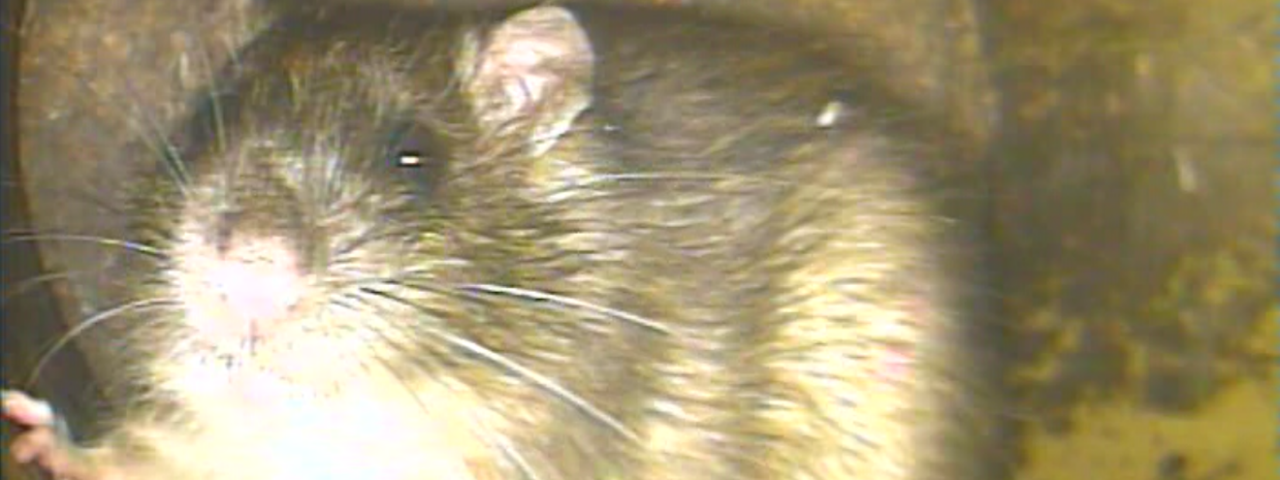 Ratte