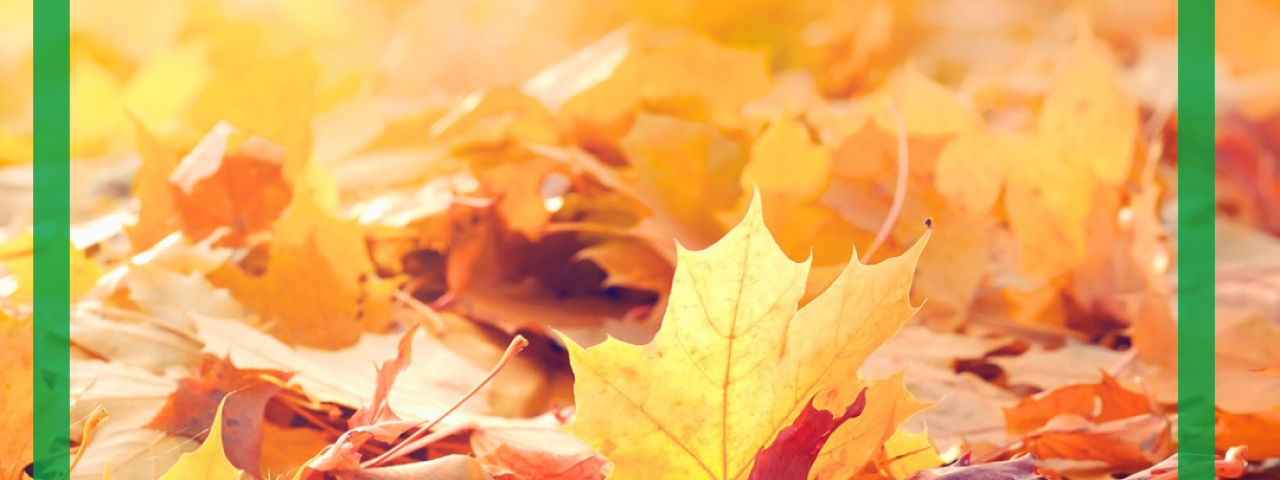 herbstlaub